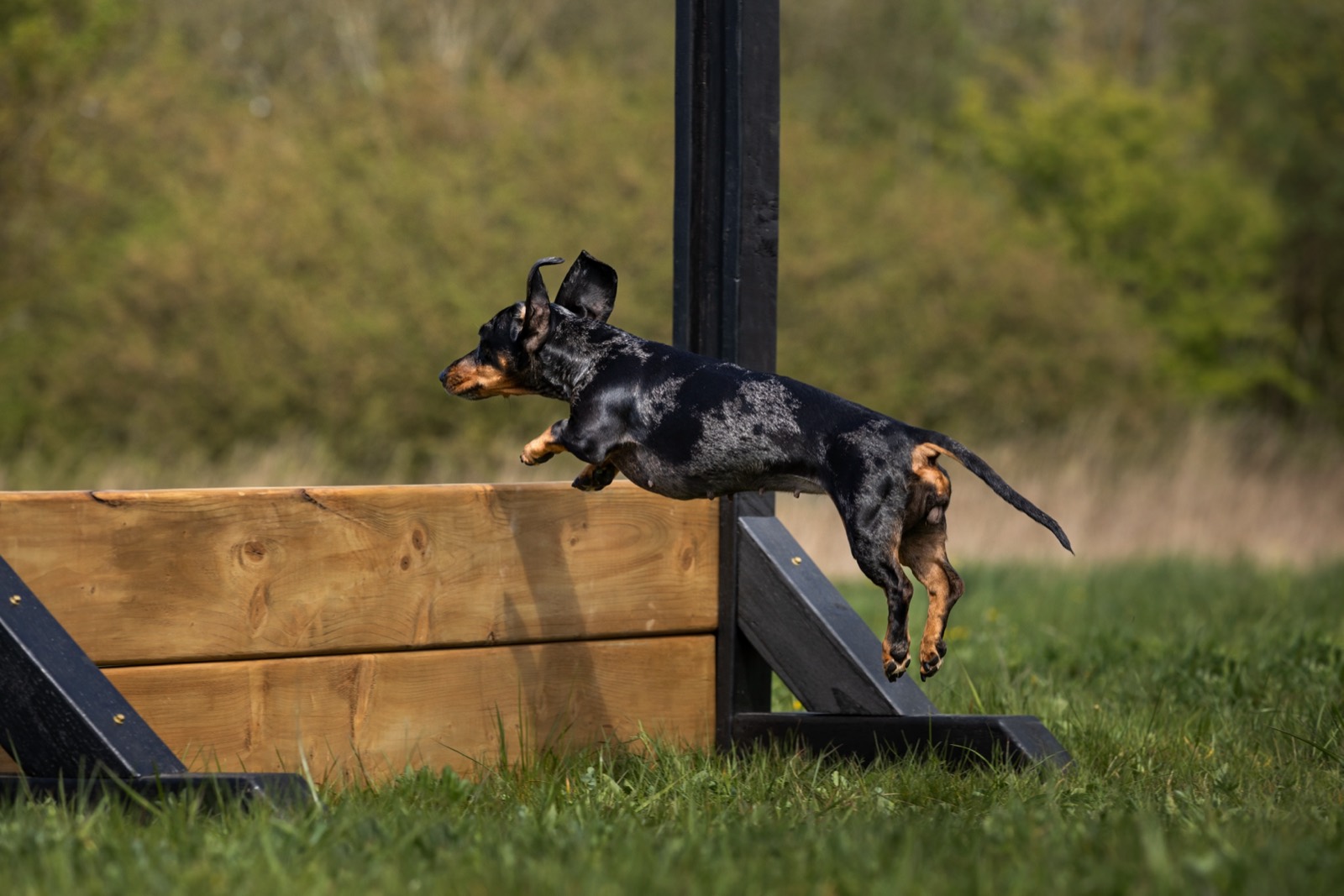 A dachshund jumping a wooden hurdle
