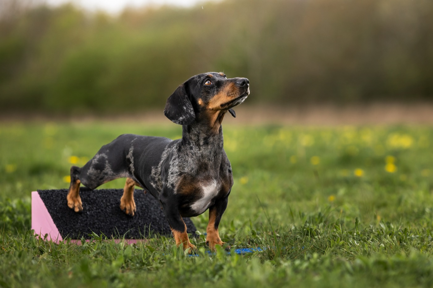 A dapple dachshund standing on a balance perch