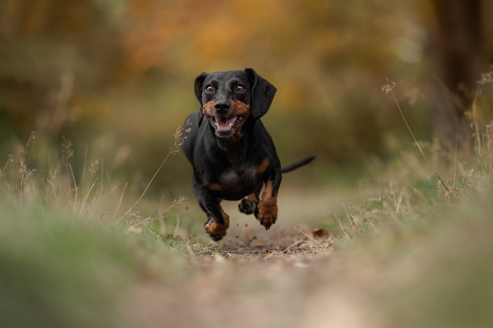 A dachshund running towards the camera along a woodland path