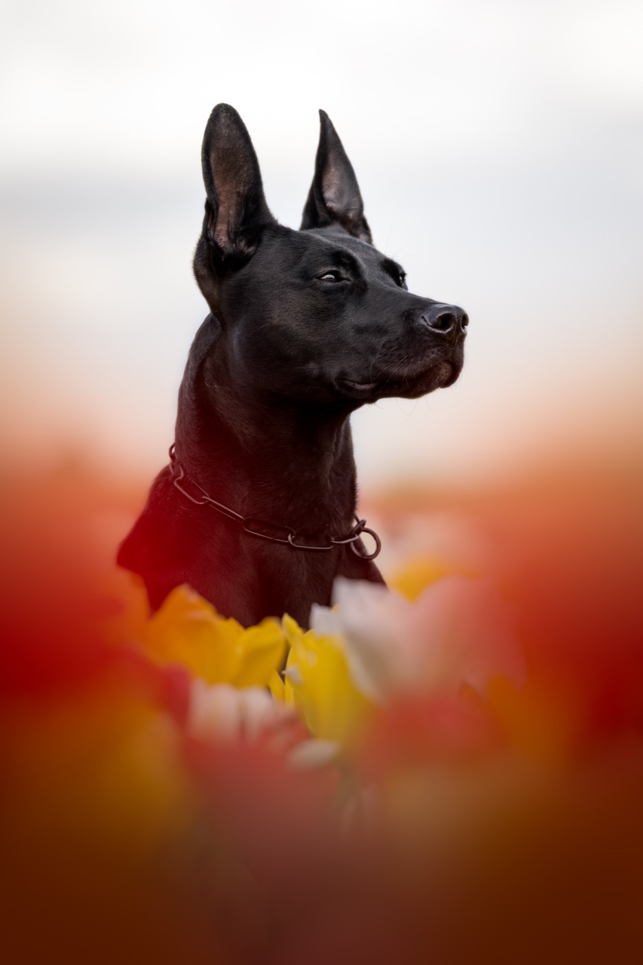 A German Shepherd leaping for a tug toy held by its handler