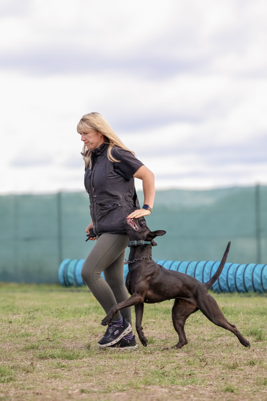A brown shepherd-type dog heeling closely beside its handler, looking up
