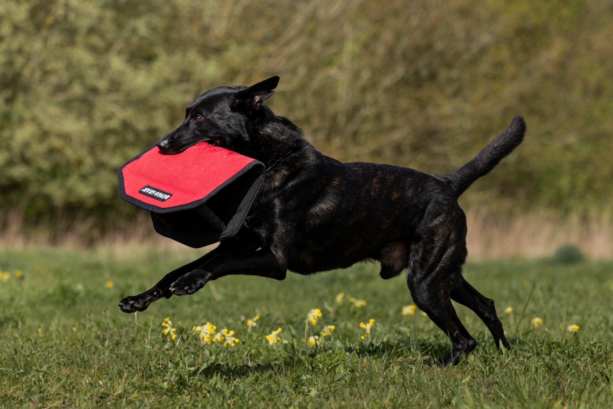 A black dog leaping across a field with a red bite pillow in its mouth
