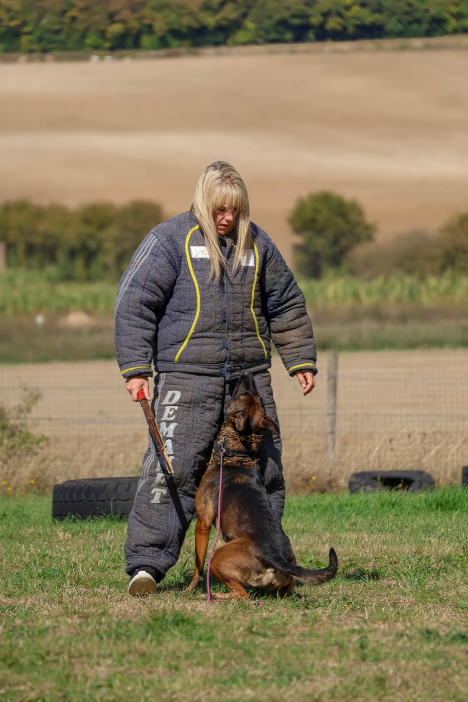 A Malinois-type dog sitting in a focused heel beside a person in a bite suit