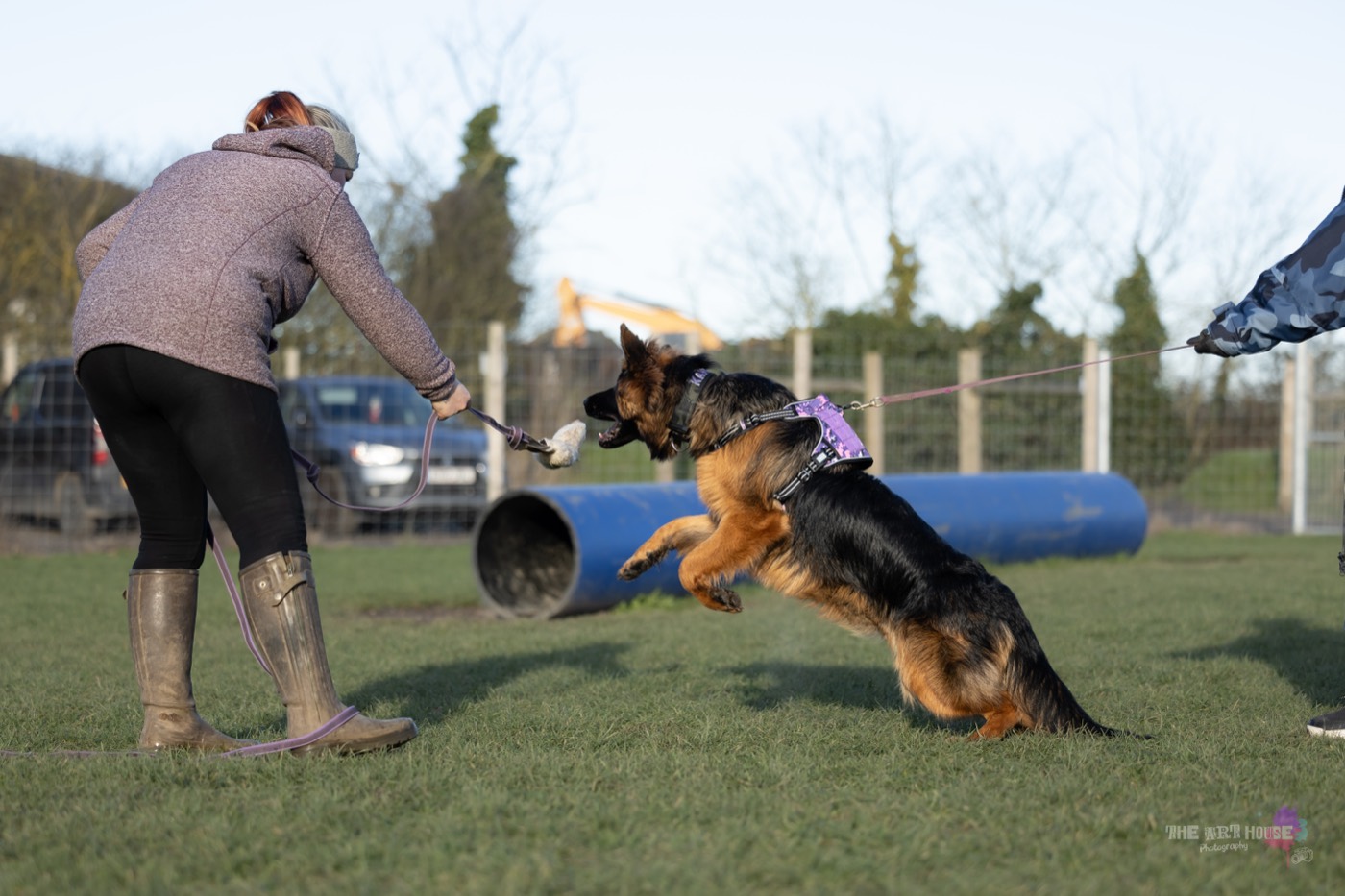 A trainer standing with five dogs sitting calmly in a line