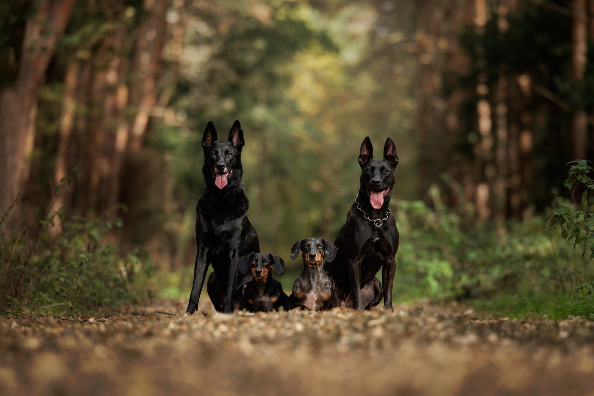 Two Dutch herder type dogs and two dachshunds sitting together on a woodland path