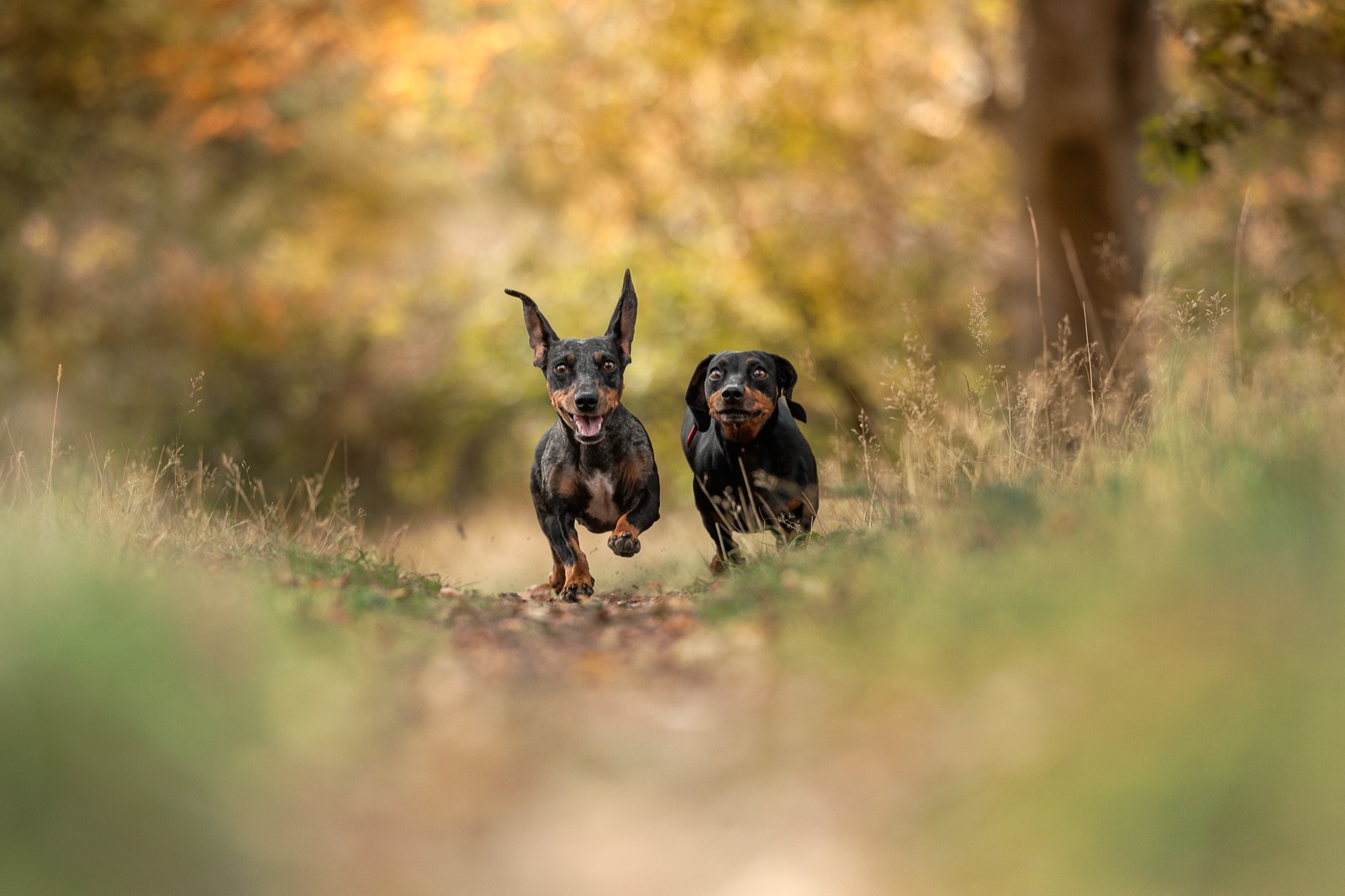 Two small black and tan dogs running together along a woodland path
