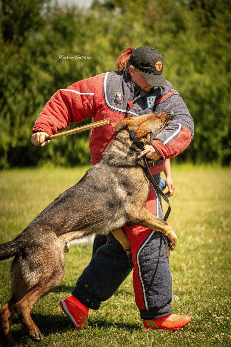 A shepherd-type dog gripping the sleeve of a trainer in a red and grey bite suit