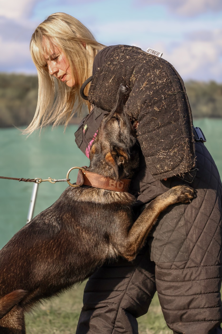 A trainer in a full bite suit with a brown dog jumping up during protection work