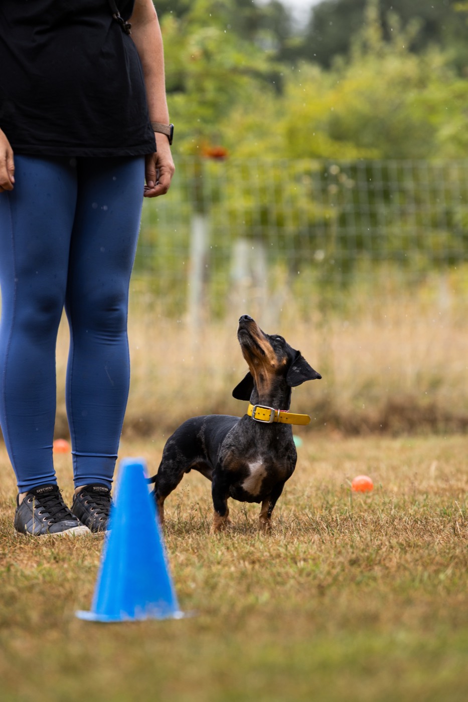 A dachshund looking up at its handler during a training session beside a blue cone