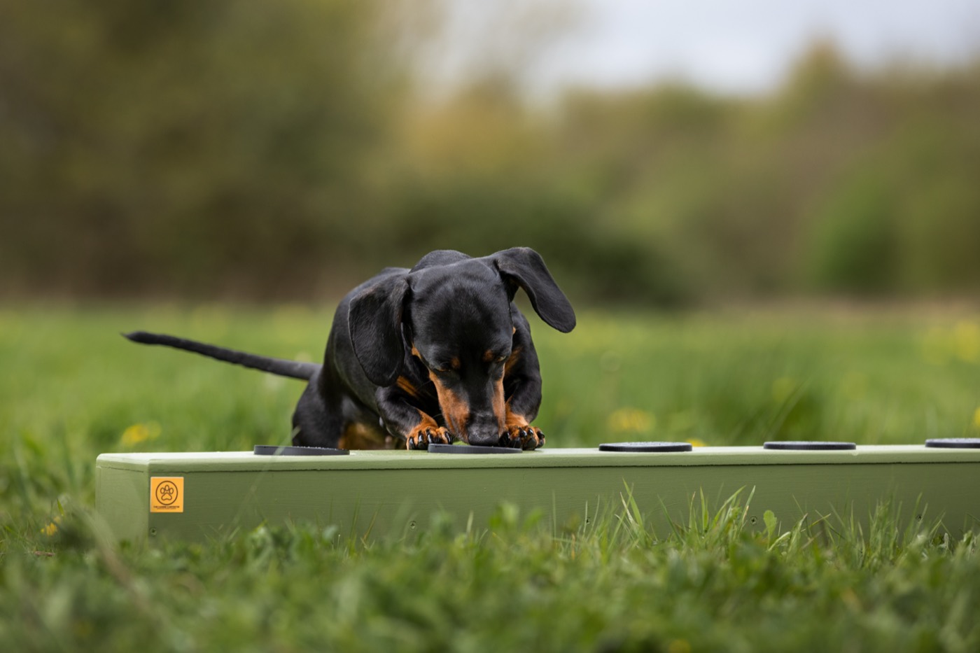 A dachshund puppy balancing on a green plank