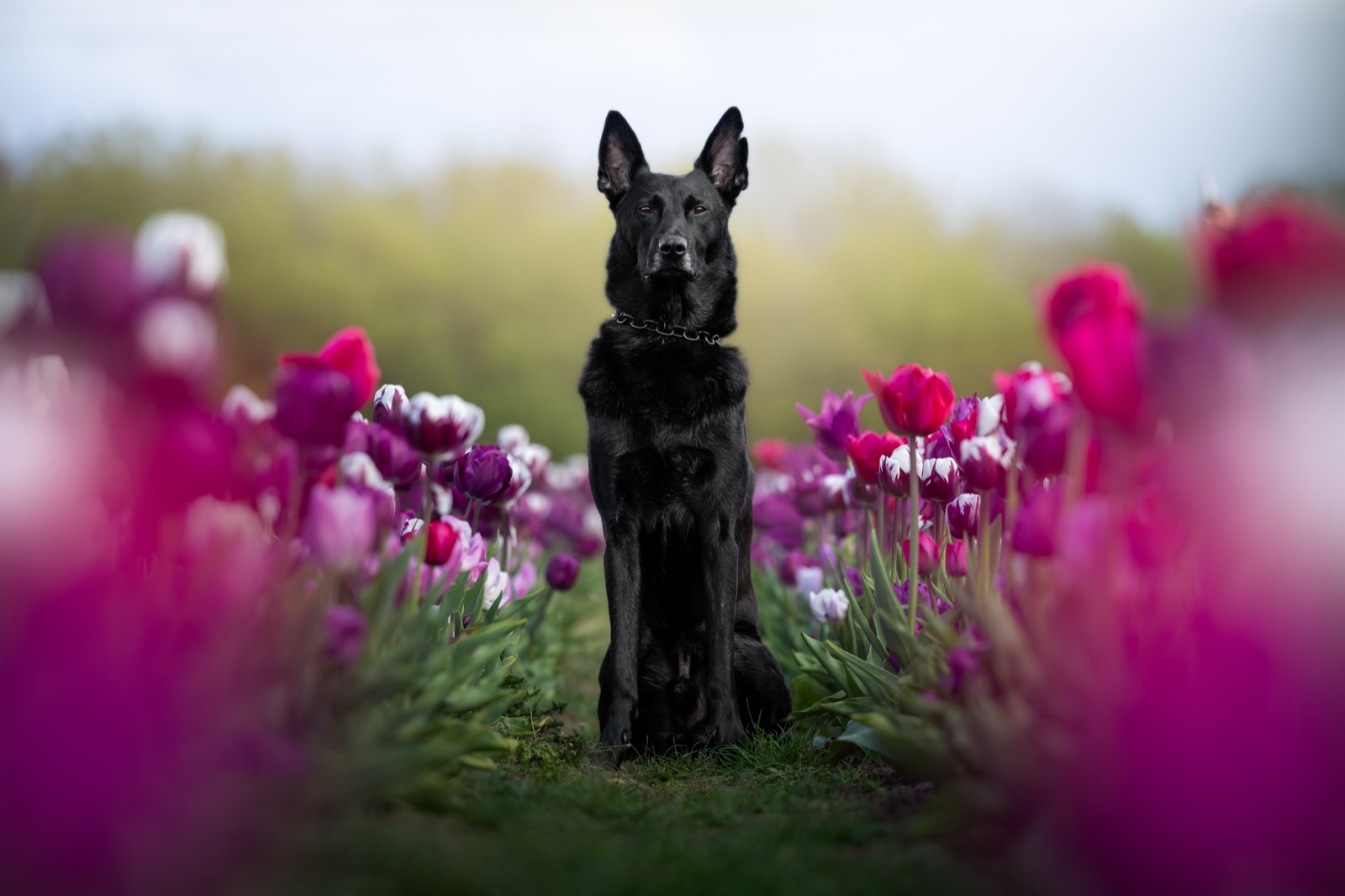 A black shepherd-type dog sitting in a field of pink tulips