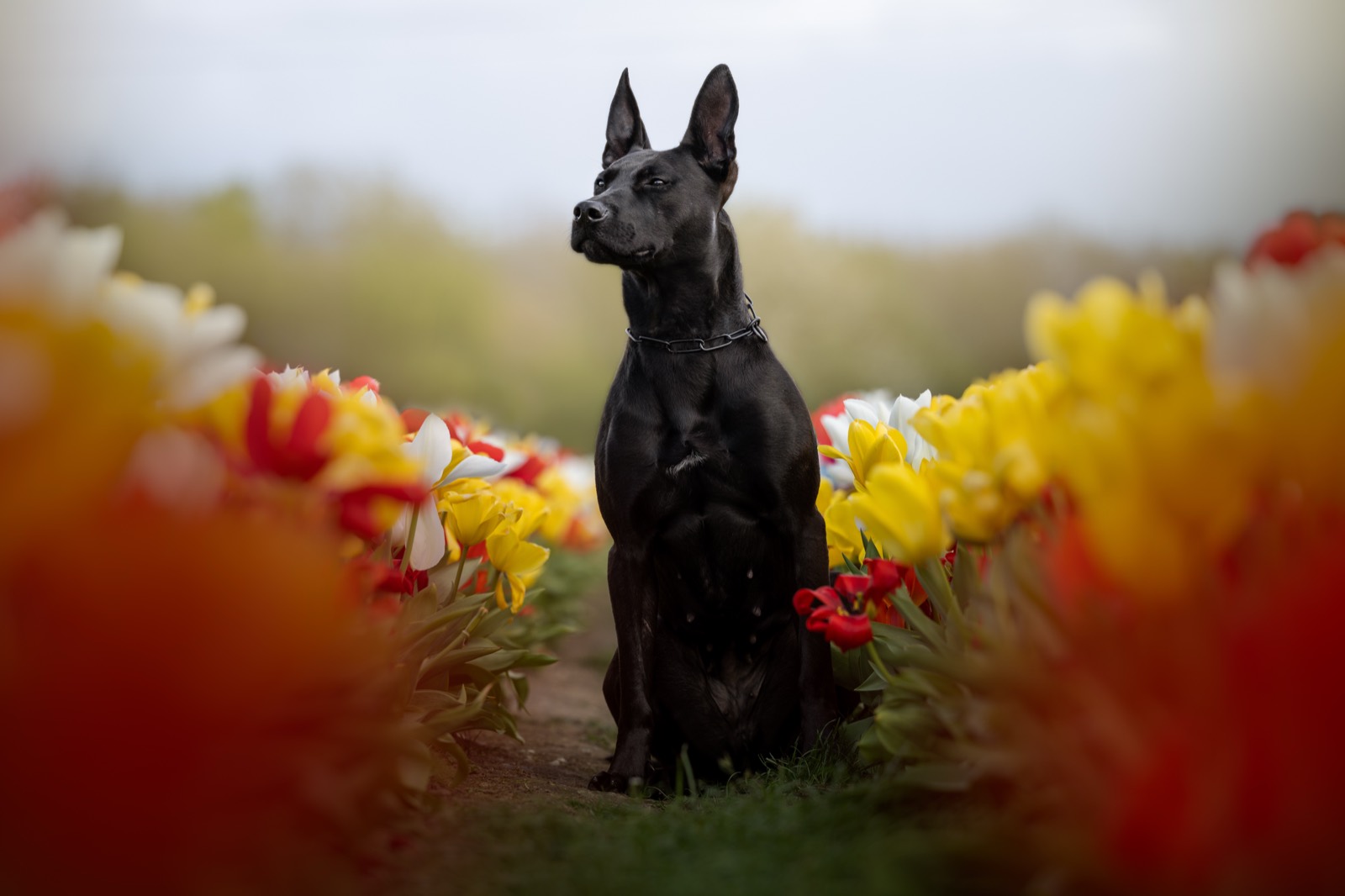 A black shepherd-type dog sitting between red and yellow tulips