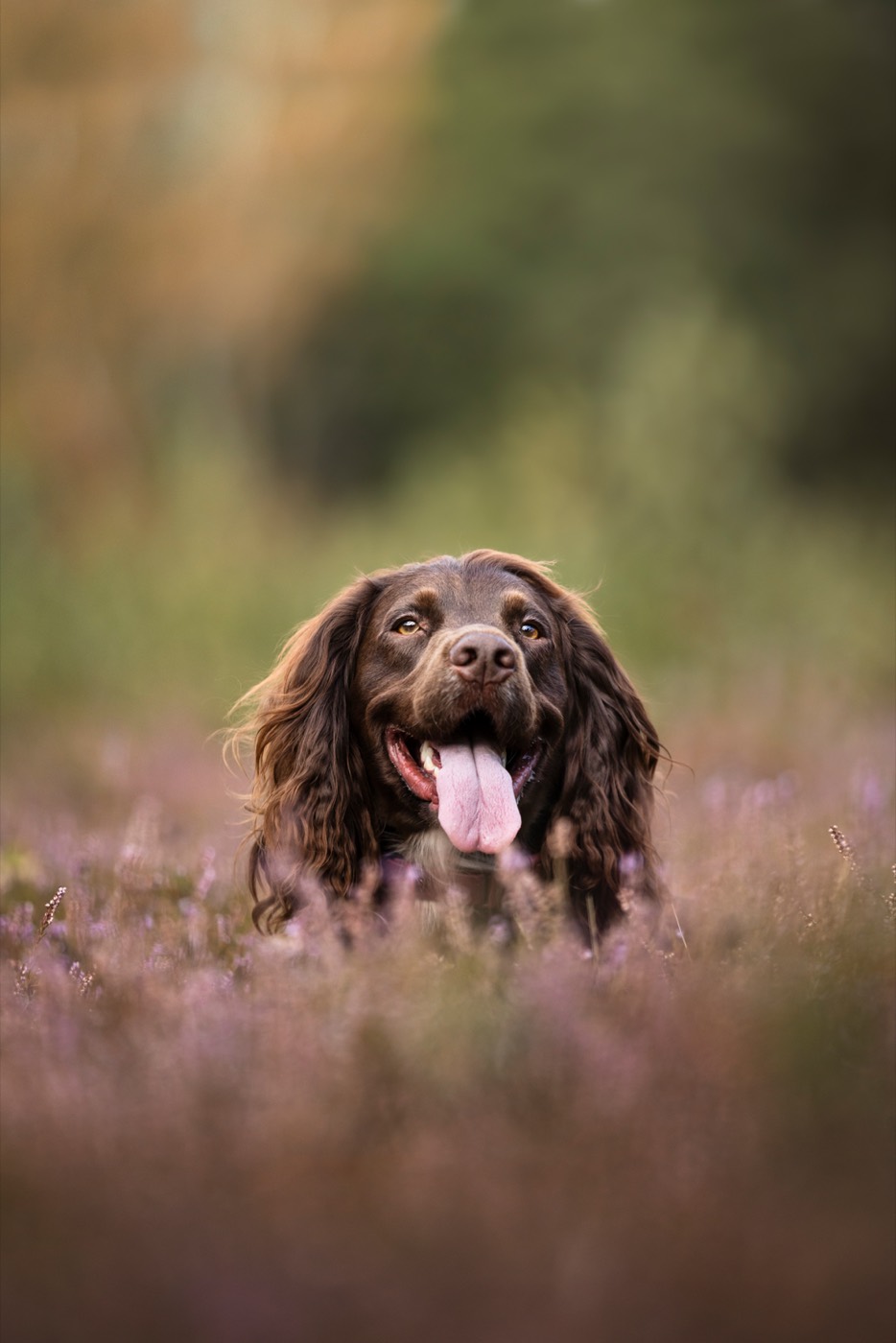 A brown spaniel with its tongue out, sitting in purple heather