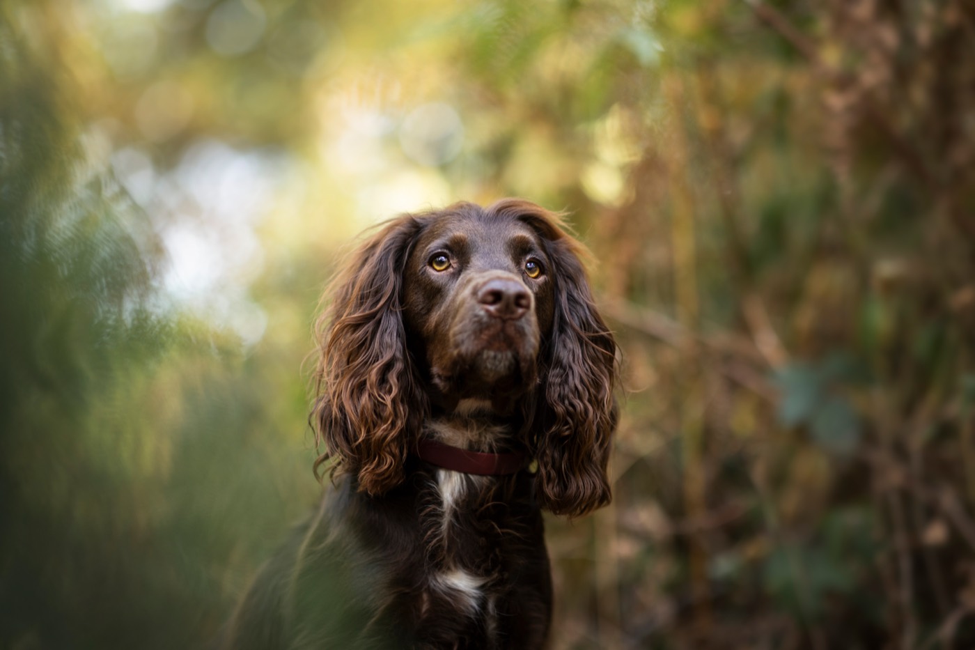 Portrait of a brown spaniel with a white chest in autumn woodland