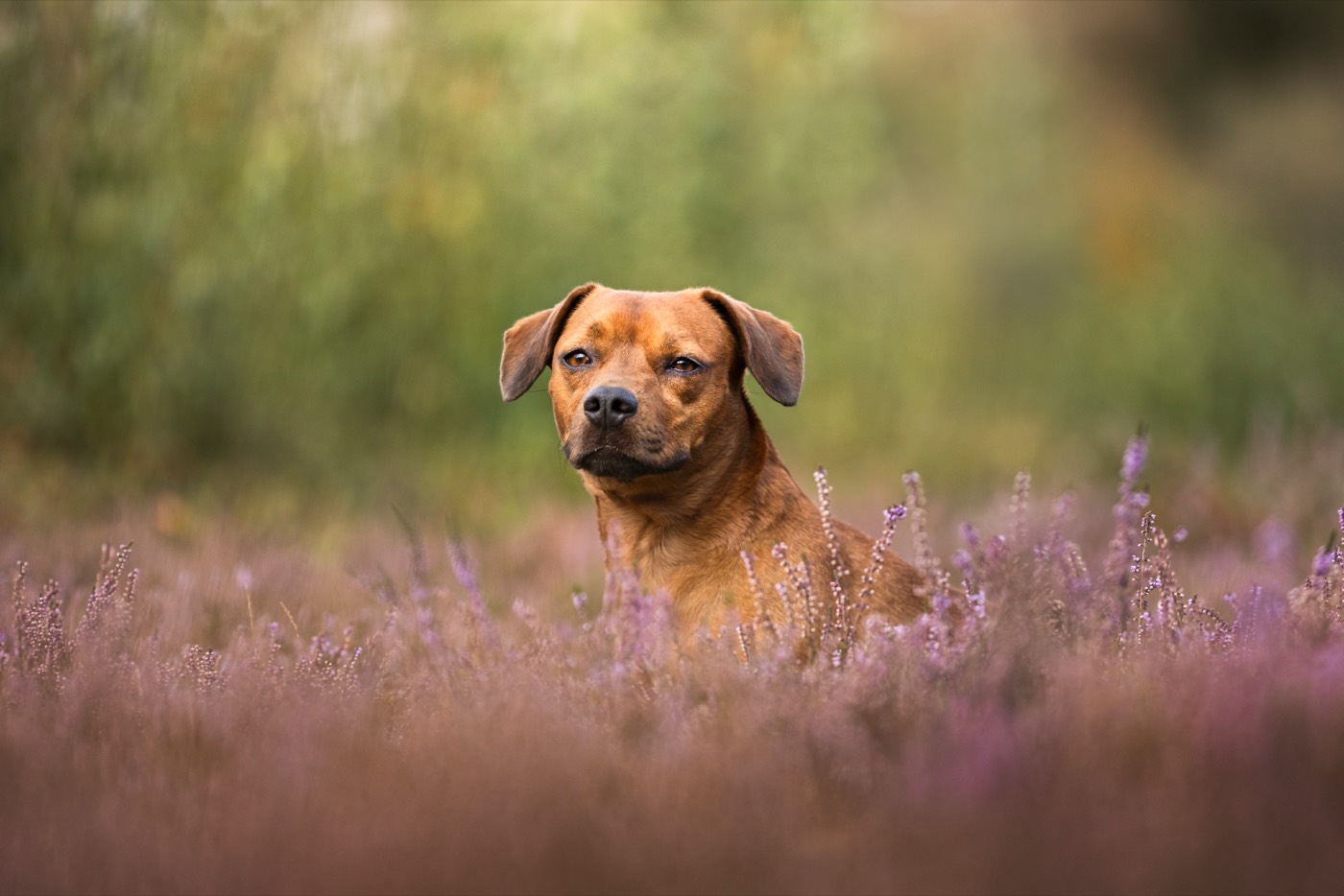 A ginger terrier cross sitting in purple heather